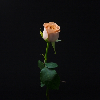 Роза Коричневая (60 см.) фото изображение 2