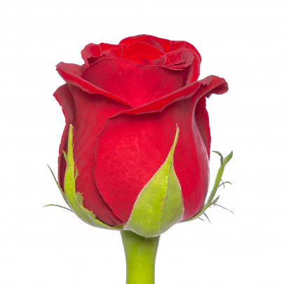 Роза Кон Аморе (70 см.) изображение 2