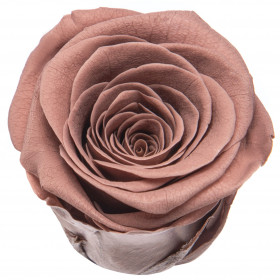 Роза Коричневая (4-5 см.) стабилизированная фото
