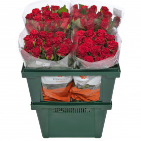 Роза Красная 30 см. оптом (1 штука)  фото