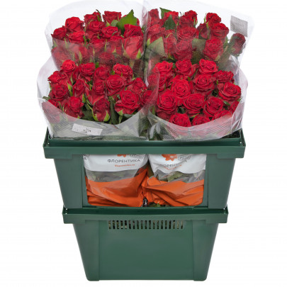Роза Красная 50 см. оптом (1 штука)  фото