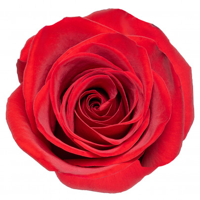 Роза Ред Игл (70 см.) фото