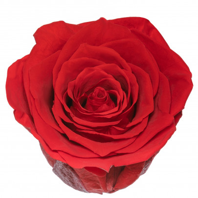 Роза Красная (5-6 см.) стабилизированная фото