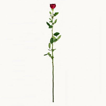 Роза Эксплорер (130-150 см.) фото