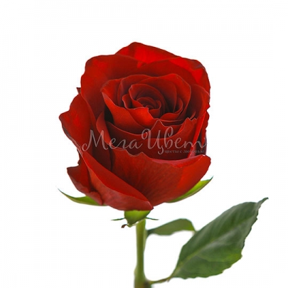 Роза Эксплорер (130-150 см.) фото изображение 2