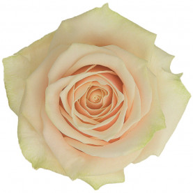 Роза Кремовая (80 см.) фото
