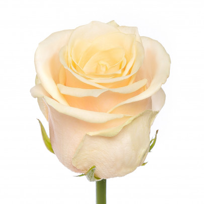 Роза Талея (70 см.) фото изображение 2