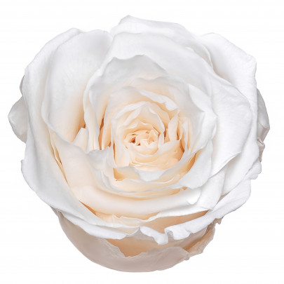 Роза Кремовая (4-5 см.) стабилизированная фото