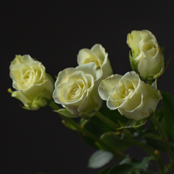 Роза Кустовая Белая (70 см.)