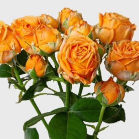 Роза Кустовая Пионовидная Оранжевая (50 см.)) фото