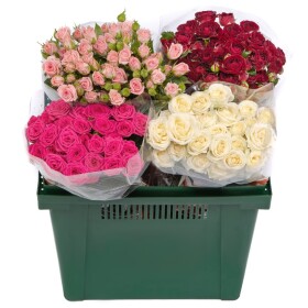 Роза Кустовая Микс 60 см. оптом (1 штука) фото