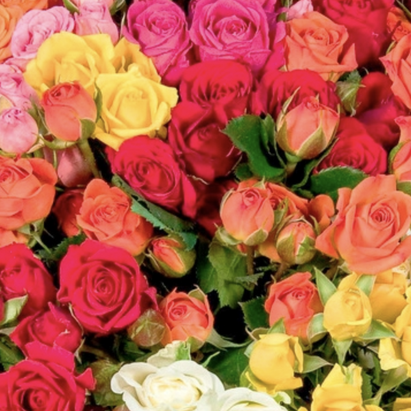 Роза Кустовая Разноцветная (30-40 см.)
