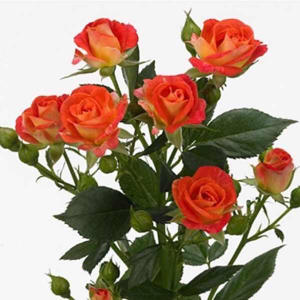 Роза Кустовая Оранжевая (50 см.)