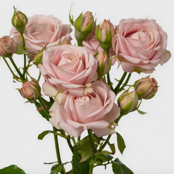 Роза Кустовая Пионовидная Розовая (60 см.)