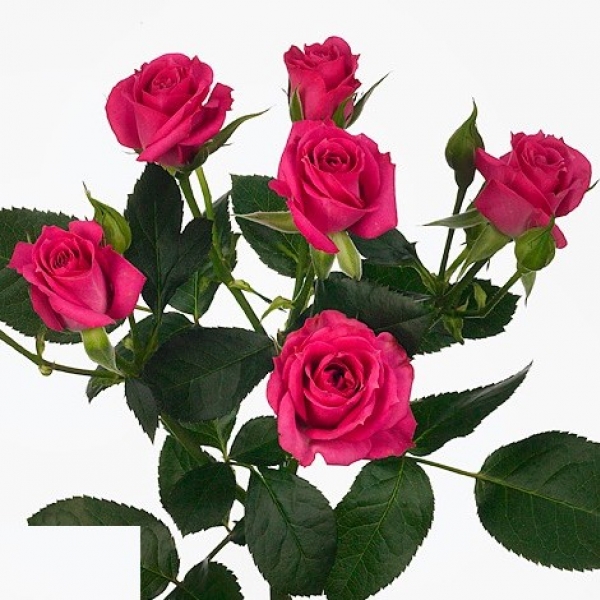 Роза Кустовая Малиновая (70 см.)