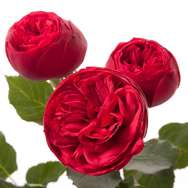 Роза Кустовая Пионовидная Красная (60 см.)