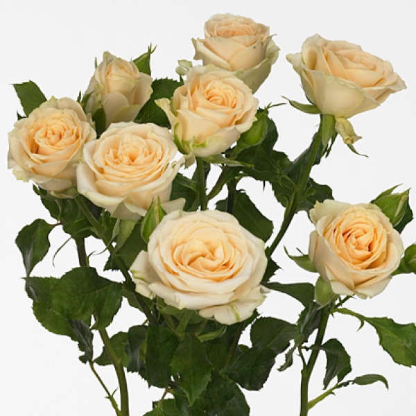 Роза Кустовая Нежно-Персиковая (30-40 см.)