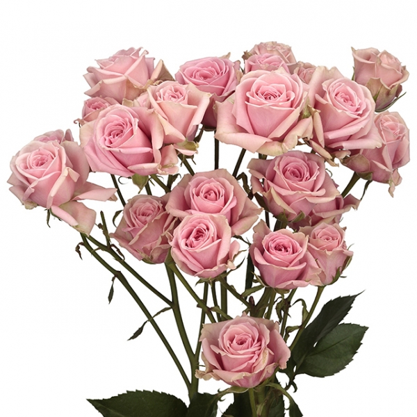 Роза Кустовая Розовая (60 см.)