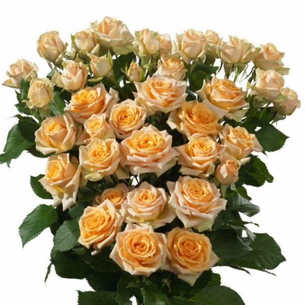 Роза Кустовая Пионовидная Персиковая (60 см.)