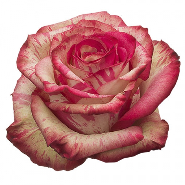 Роза Полосатая Бело-Розовая (30-40 см.)