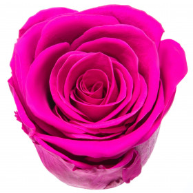 Роза Малиновая (4-5 см.) стабилизированная фото