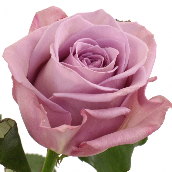 Роза Фиолетовая (30-40 см.)
