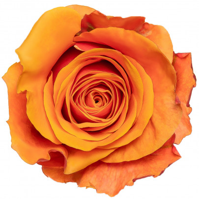 Роза Испания 40 см. оптом (1 штука) А2 фото