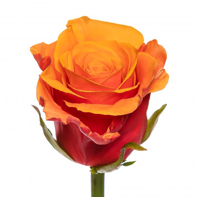 Роза Испания (40 см.) фото изображение 2