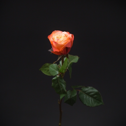 Роза Кахала (40 см.) изображение 2