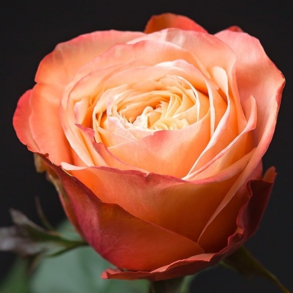 Роза Кахала (30-40 см.)