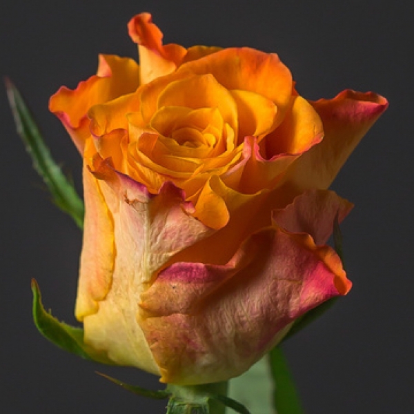 Роза Оранжевая (30-40 см.)