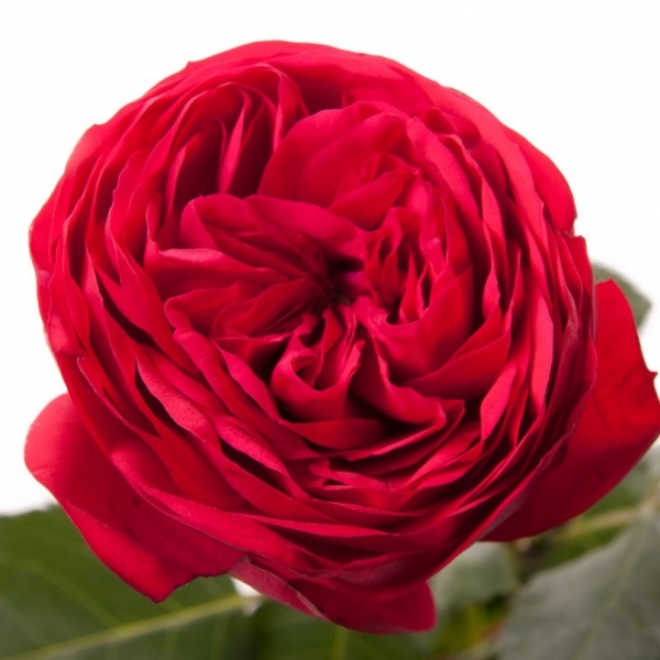 Роза Пионовидная Красная (30-40 см.)