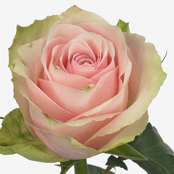 Роза Розово-Белая (30-40 см.)