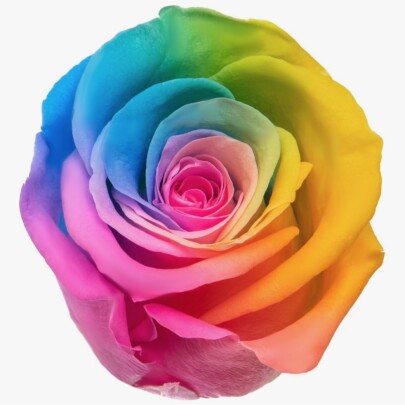 Роза Радужная (4-5 см.) оптом стабилизированная (1 штука) фото