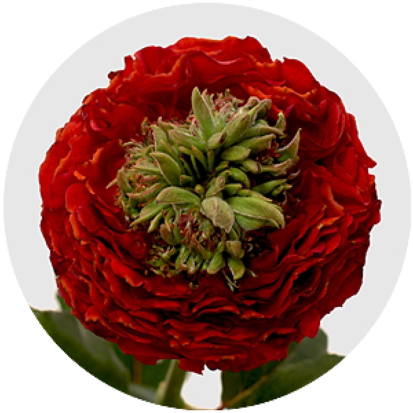 Роза Пушистая Красная (30-40 см.)
