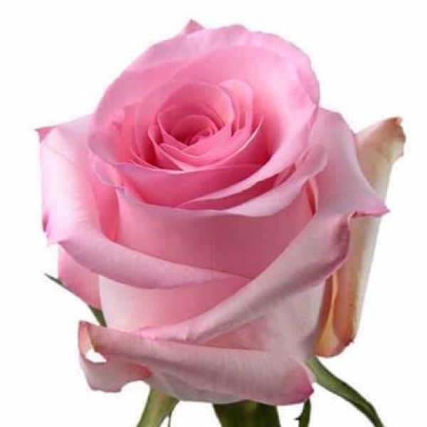 Роза Нежно-Розовая (30-40 см.)