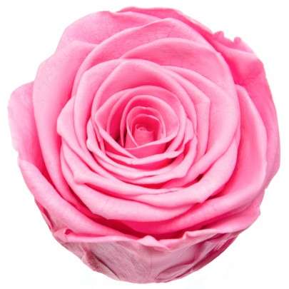 Роза Розовая (4-5 см.) стабилизированная фото