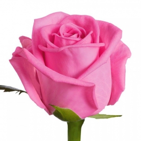 Роза Ярко-Розовая (70 см.) фото