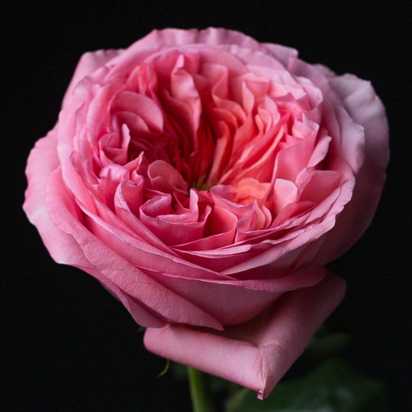 Роза Розовая Пионовидная (70 см.)