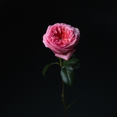 Роза Розовая Пионовидная (50 см.) фото изображение 2