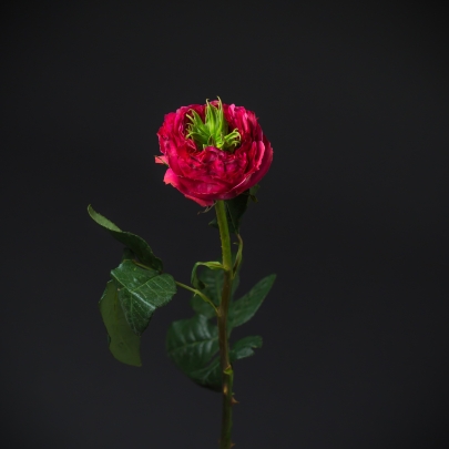 Роза Розовая Пушистая (40 см.) фото изображение 2
