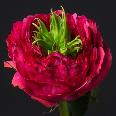 Роза Розовая Пушистая (40 см.) фото