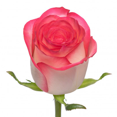 Роза Джумилия 40 см. оптом (1 штука) А2 фото изображение 2