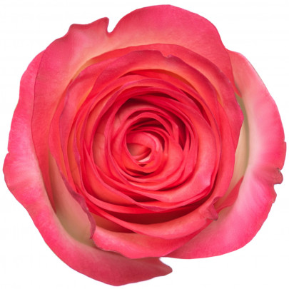 Роза Джумилия 40 см. оптом (1 штука) А2 фото