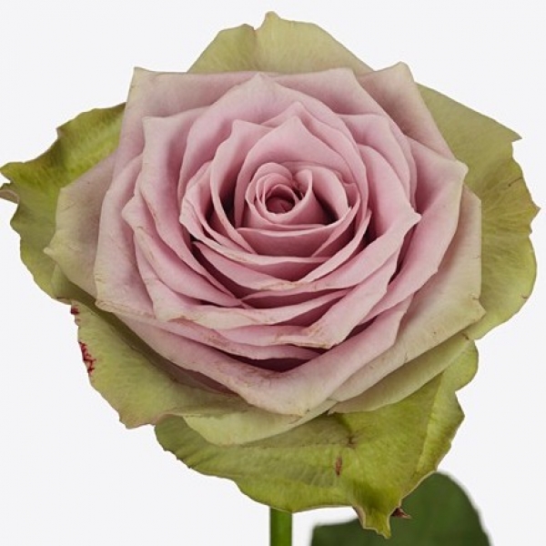 Роза Сиреневая (60 см.)