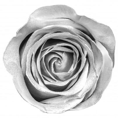 Роза Серебряная (4-5 см.) стабилизированная фото
