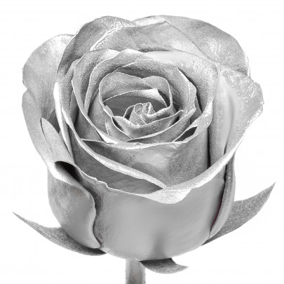 Роза Серебряная (4-5 см.) оптом стабилизированная (1 штука) фото изображение 2