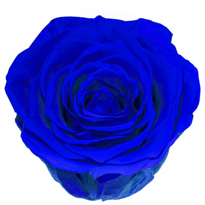 Роза Синяя (4-5 см.) стабилизированная фото