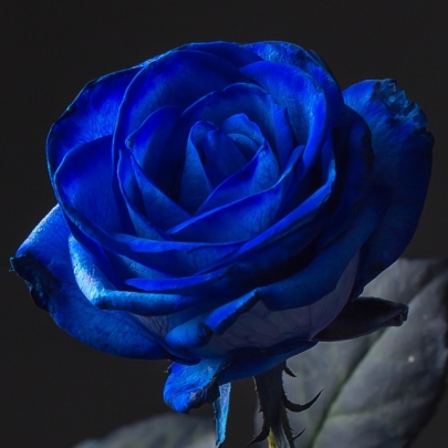 Роза Синяя (70 см.) фото