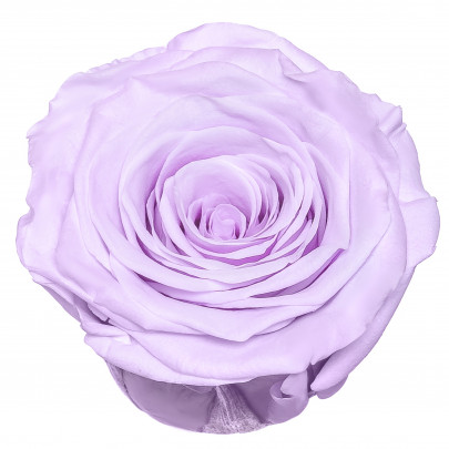 Роза Сиреневая (4-5 см.) стабилизированная фото
